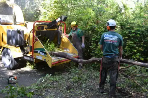 tree services Tahoe Vista